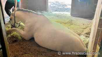Mass. firefighters, tech rescue team and vet rescue horse in stable floor collapse