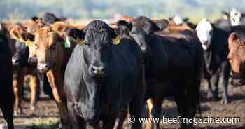 Setbacks in US beef exports to China dampen August live cattle futures