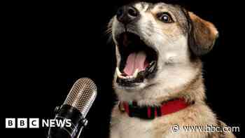 Scientists enlist AI to interpret meaning of barks