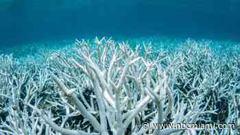 This year's World Ocean Day calls for action to protect our planet