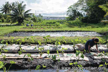 Volunteers with Hoola Hou ia Kalauao restore cultural identity and abundance