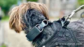 I tested Minitailz' AI-powered pet tracker, and it solved my biggest pain point as a dog owner