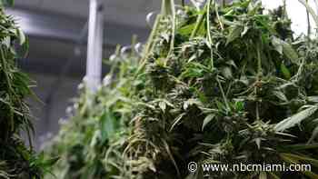 Making marijuana: Behind the scenes of a Florida cannabis farm