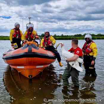 RNLI rescue swan stuck in fishing line in Christchurch