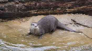 Einhorn war gestern: Wird der Otter 2024 das neue Trendtier?