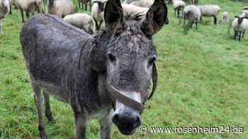 Ausgebüxte Esel mit zwei Streifen nach Hause eskortiert