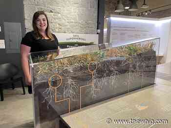 'Soil Superheroes' on display in downtown Kingston