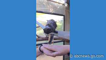 WATCH:  Animals at Australia zoo try viral 'Hands In' TikTok challenge