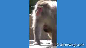 WATCH:  Baby monkey hitches a ride on mom at Wisconsin zoo