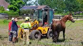 112-nieuws: zoekactie ontsnapte serval • zwaargewond na botsing tegen boom