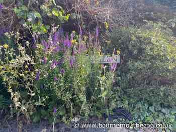 Anger at overgrown grass verges blocking road signs