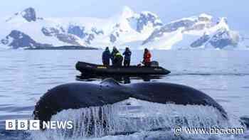Crossbows and eerie silences – following Antarctic whales for climate change clues