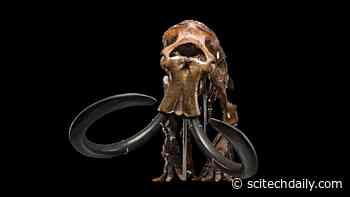 The Megafauna Mystery: Scientists Discover New Clues to What Happened to North America’s Largest Animals