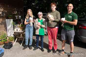 Succesvolle kippenactie bij minaraad