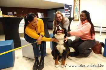 Knuffelhonden doen examenstress bij studenten Odisee hogeschool even vergeten: “Dit zouden we na ieder examen moeten kunnen doen”