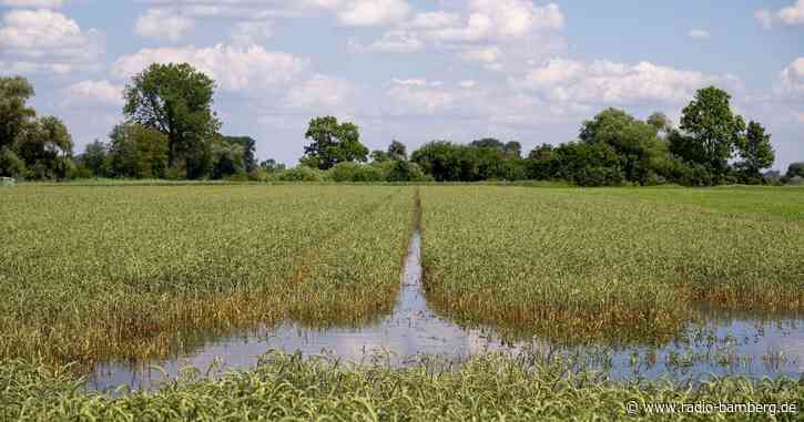 Kaniber: Schäden für Landwirtschaft noch nicht zu beziffern