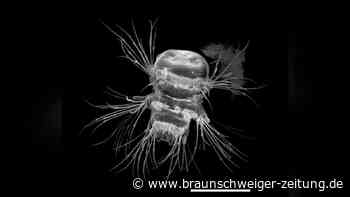 Meereswurm begeistert Forscher – Mini-„3D-Drucker“