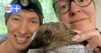 Beine und Schnauzen abgeschnitten: Mähroboter werden zur Gefahr für Igel