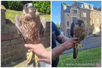 Jonge slechtvalk kan niet meer opvliegen: “Hij moet enkele dagen op dieet”