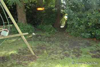 Everzwijnen maken het nog altijd bont in Eisden Tuinwijk: “Alles afgemaakt en toch zijn ze binnengeraakt”