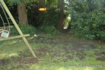 Everzwijnen maken het nog altijd bont in Eisden Tuinwijk: “Alles afgemaakt en toch zijn ze binnengeraakt”