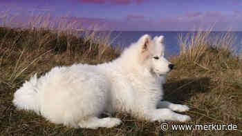 Schneeweiße Schönheiten – 15 wunderschöne Hunderassen im hellen Fellkleid