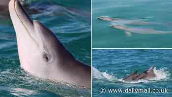 Bromances pay off for bottlenose dolphins! Male juveniles who play together are more likely to reproduce as adults, study finds