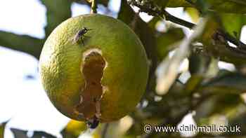 Popular breakfast beverage is at risk of disappearing due to crop-destroying disease rampaging through Florida and Brazil