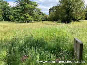 BCP leave grass long in cemeteries despite upset families