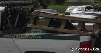 Wild moose tranquilized and removed from Calgary community of Southwood