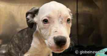 ‘Unethical breeders’ leaving dogs to die. Ontario city wants tougher law