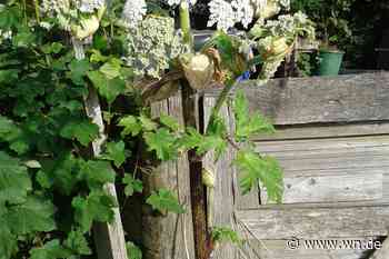 Riesen-Bärenklau: Stadt Münster bekämpft giftige Pflanze