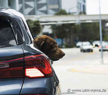 Hund in aufgeheiztem Auto