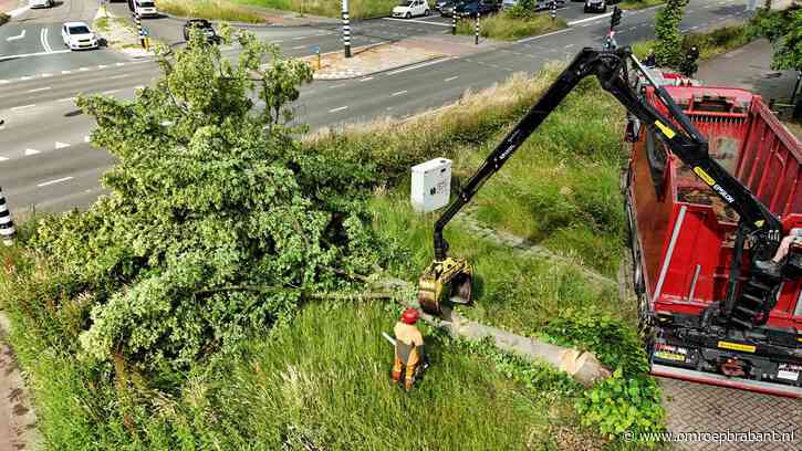 Tientallen meldingen over omgewaaide bomen door harde wind