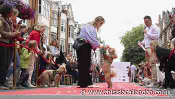 First St John's Wood festival sees fashion and dog show