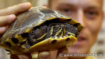 Hochwasser in Oberbayern spült exotische Schnappschildkröten an – wurden sie ausgesetzt?