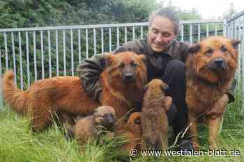 Harzer Füchse haben sieben putzmuntere Welpen