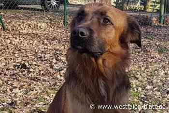 Hund aus Ostenland ist noch nicht zurück und wird weiterhin gesucht