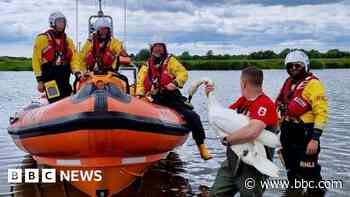 Swan trapped in fishing line saved by RNLI