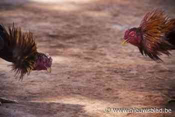 Illegaal hanengevecht in schuurtje in Wellen: “Ik maakte gewoon een wandeling, het was goed weer”