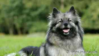 Diese zehn Hunderassen beschützen Sie und Ihre Familie am besten