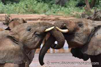 Elephants Have Names for Each Other, and Maybe Their Own Language