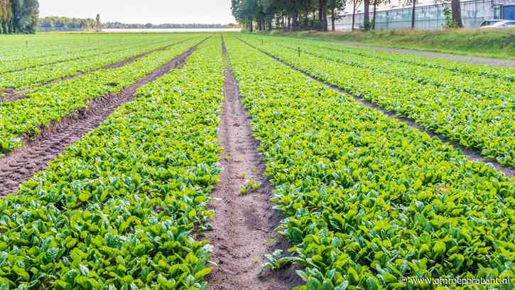 Spinazietelers optimistisch ondanks mislukte oogsten door natte weer