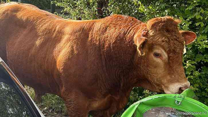 Stier Tigrus krijgt heimwee en belandt bij Annie in de achtertuin