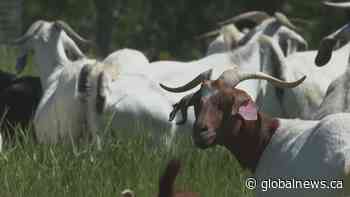 Grazing goats return to Lethbridge river valley
