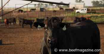 Siouxland Feedlot Forum to provide key insights on feedlot nutrition and management