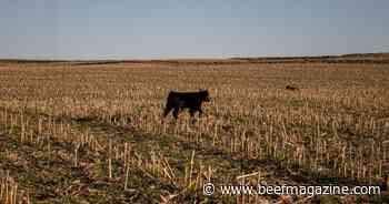 Nebraska researchers contribute to study on cover crops in livestock operations
