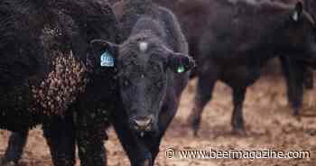 HerdDogg closes $6m funding round as sales of its "Fitbit for Cows" double