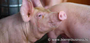 Keurmerk Beter Leven komt varkenshouder tegemoet