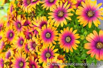 Half price African Daisy Osteospermum with You Garden